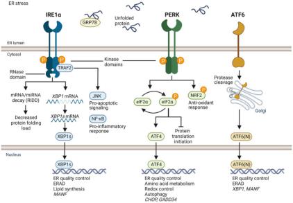 CDNF rescues (maybe) motor neurons in models of amyotrophic lateral sclerosis by targeting endoplasmic reticulum stress